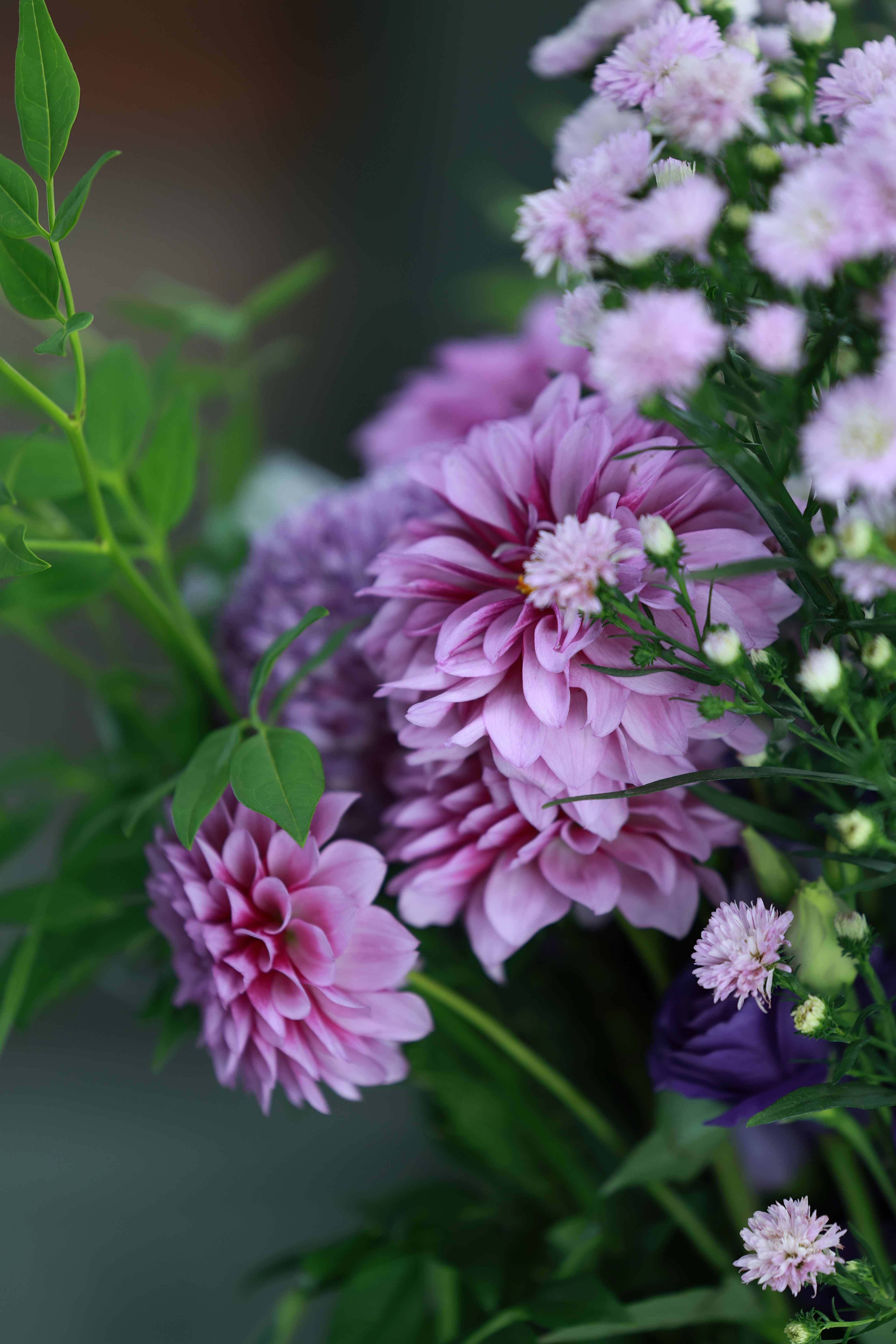 [ColoSach]-a-stunning-bouquet-of-vibrant-purple-dahlias-and-chrysanthemums,-showcasing-nature's-beauty.