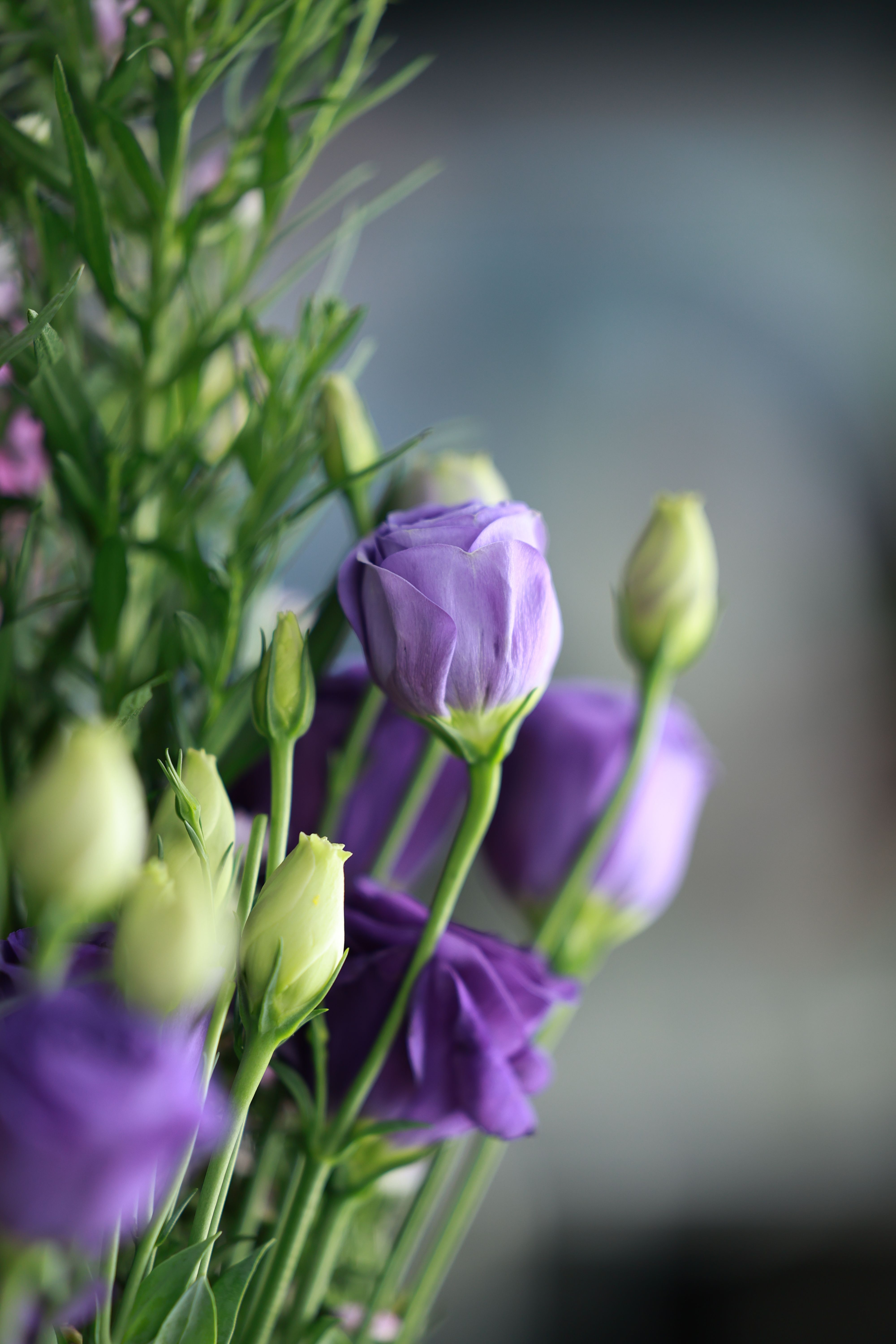 [ColoSach]-beautiful-close-up-of-blooming-purple-lisianthus-flowers-with-buds-and-green-leaves.
