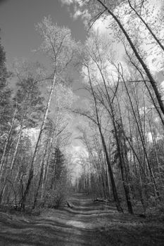 Serene forest pathway in monochrome capturing tall trees against a cloudy sky.