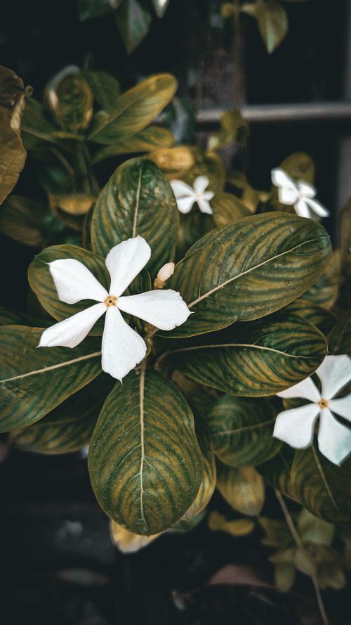 Free Close-up of white flowers with rich green leaves, creating a serene botanical aesthetic. Stock Photo