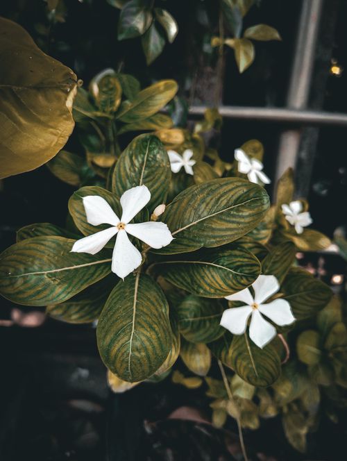 Free Detailed close-up of Madagascar Periwinkle (Catharanthus roseus) with white flowers amidst lush green leaves. Stock Photo