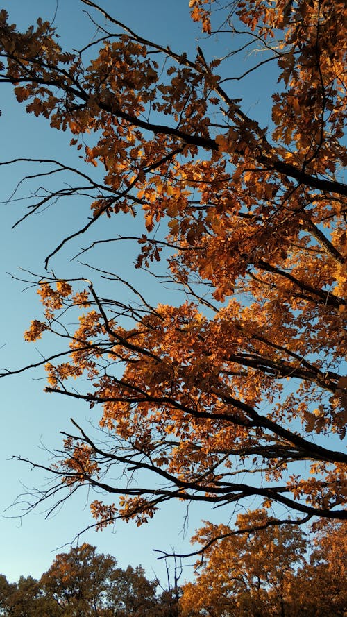 Δωρεάν στοκ φωτογραφιών με ανάπτυξη, γαλάζιος ουρανός, δέντρο Φωτογραφία από στοκ φωτογραφιών