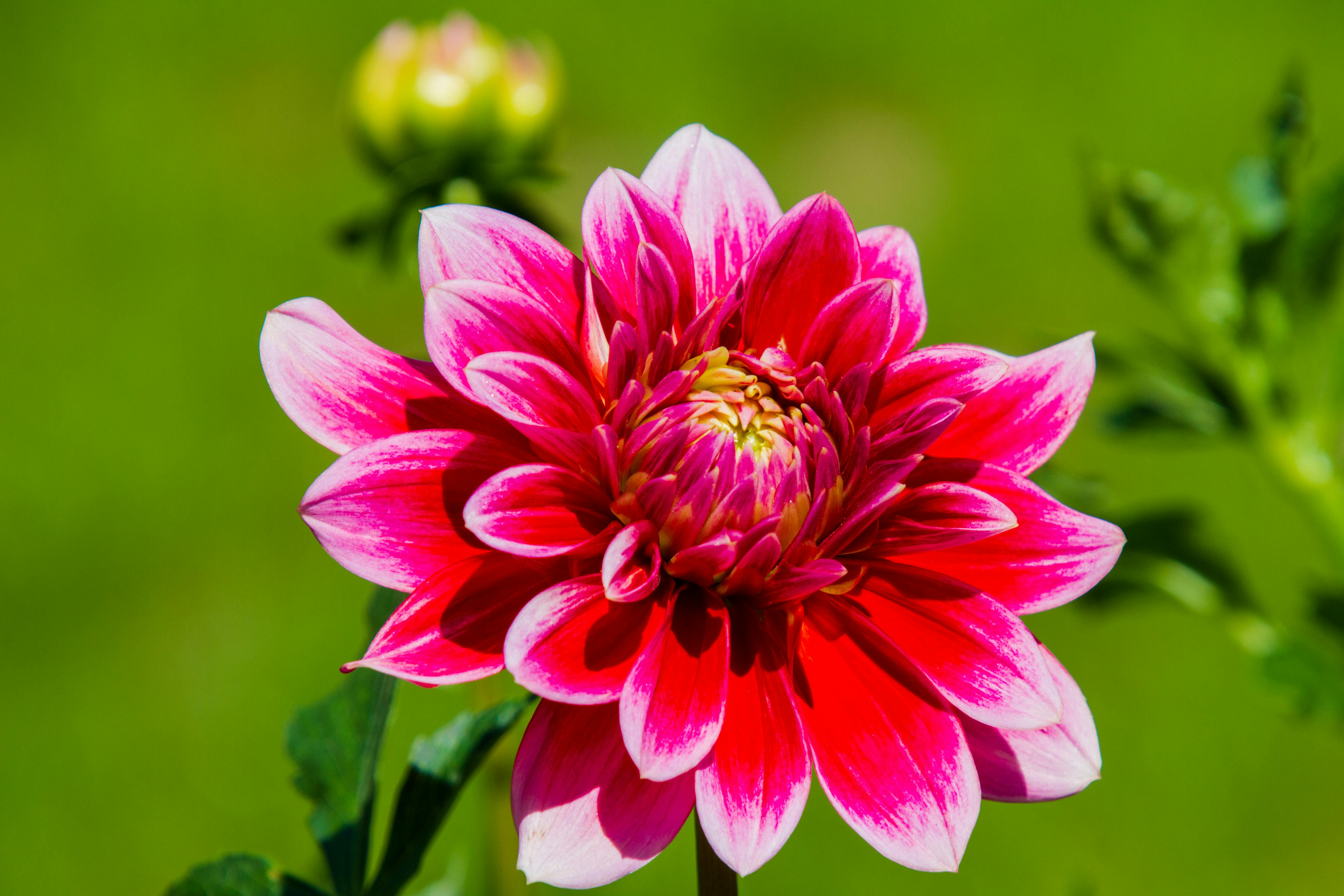 Orsett Beauty Dahlia in full bloom