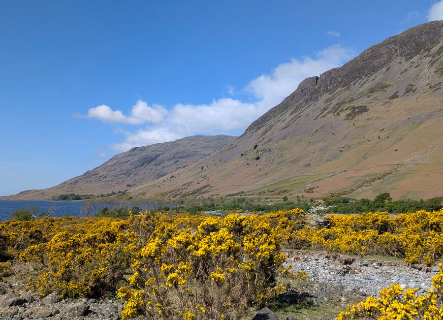 Spring landscape with bright yellow gorse, mountains, and lake under a clear blue sky.