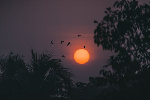 Silhouette of Birds Flying Near Trees