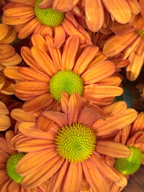 Free A close-up view of vibrant orange chrysanthemums with green centers, showcasing their beauty. Stock Photo