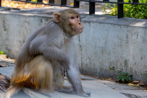 Free A Rhesus macaque sits calmly on a sidewalk in an urban setting. Stock Photo