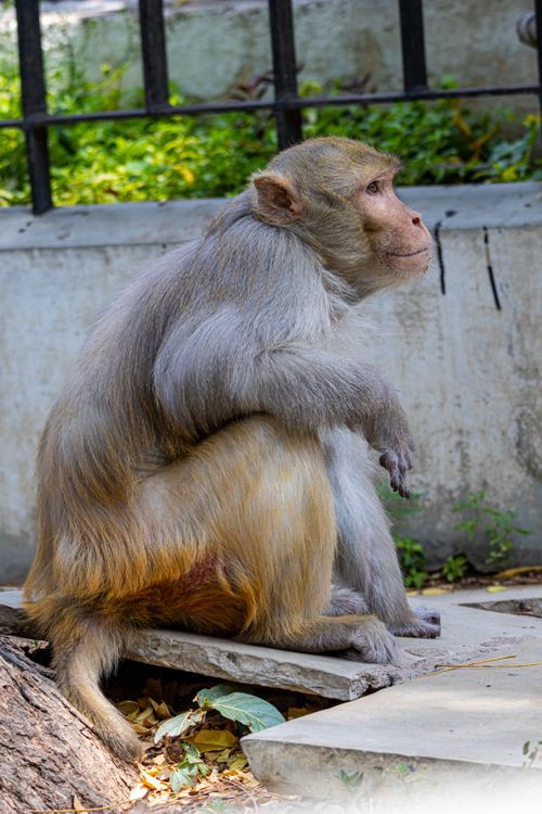 Free A Rhesus Macaque sitting contemplatively in an urban setting, showing its natural habitat adaptation. Stock Photo
