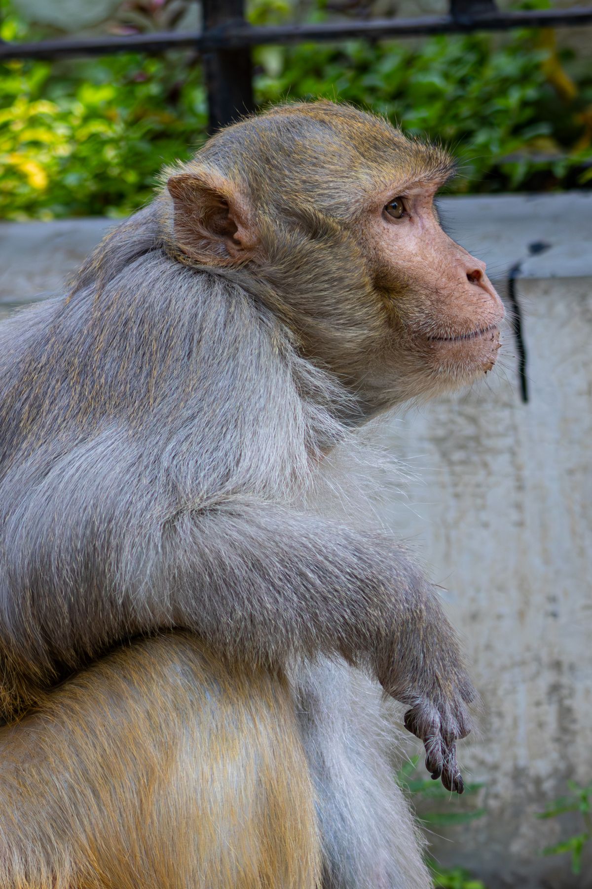 Monkey Profile Photos, Download The BEST Free Monkey Profile Stock ...