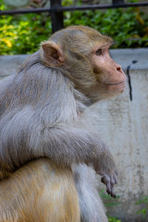 Free Close-up of a thoughtful monkey sitting outdoors with lush greenery in the background. Stock Photo