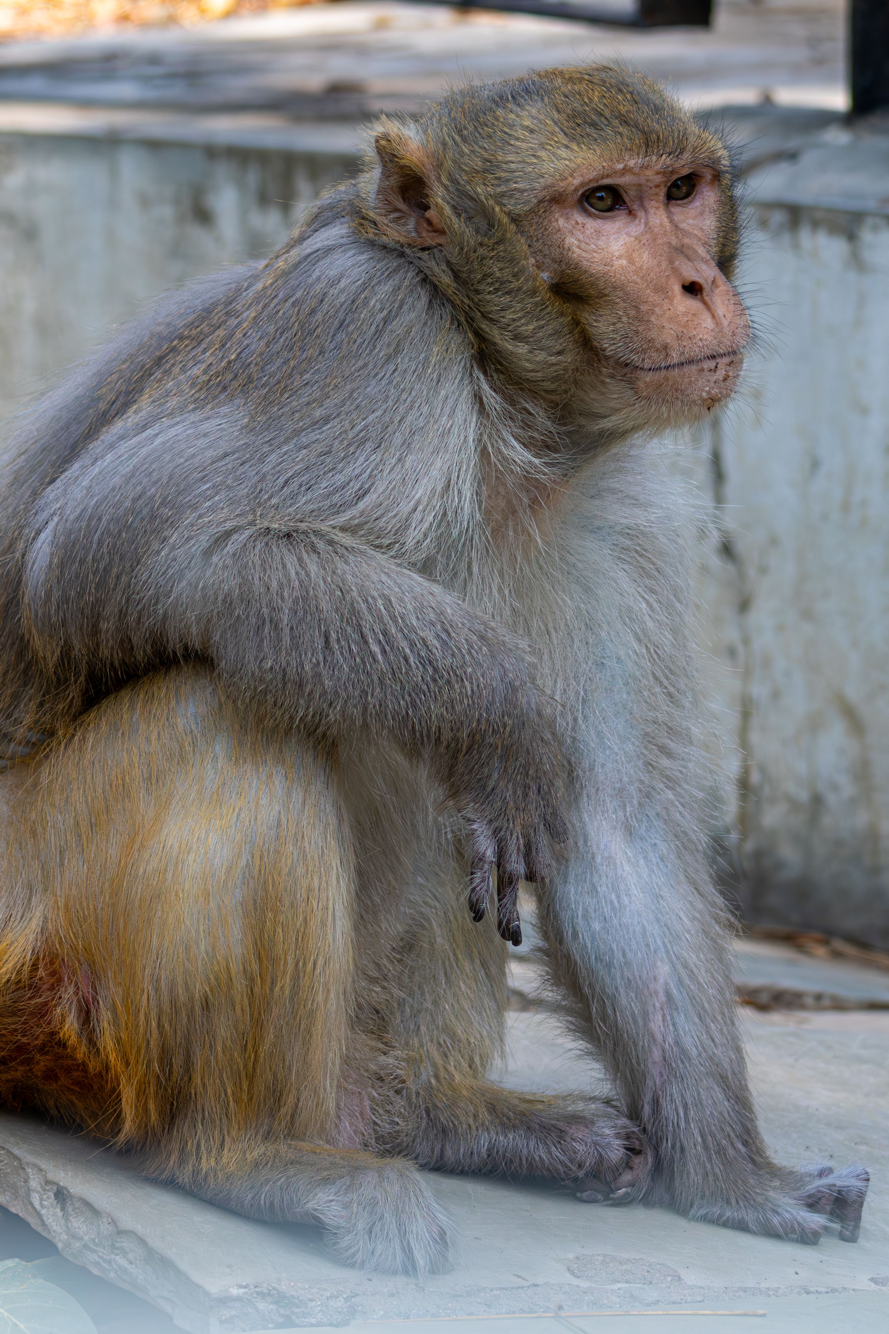 Close-up of a Rhesus Macaque Sitting on Ground · Free Stock Photo