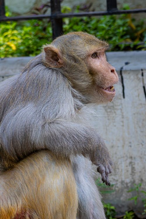 Free Close-up of a rhesus macaque monkey observed in urban surroundings, showcasing natural fur texture. Stock Photo