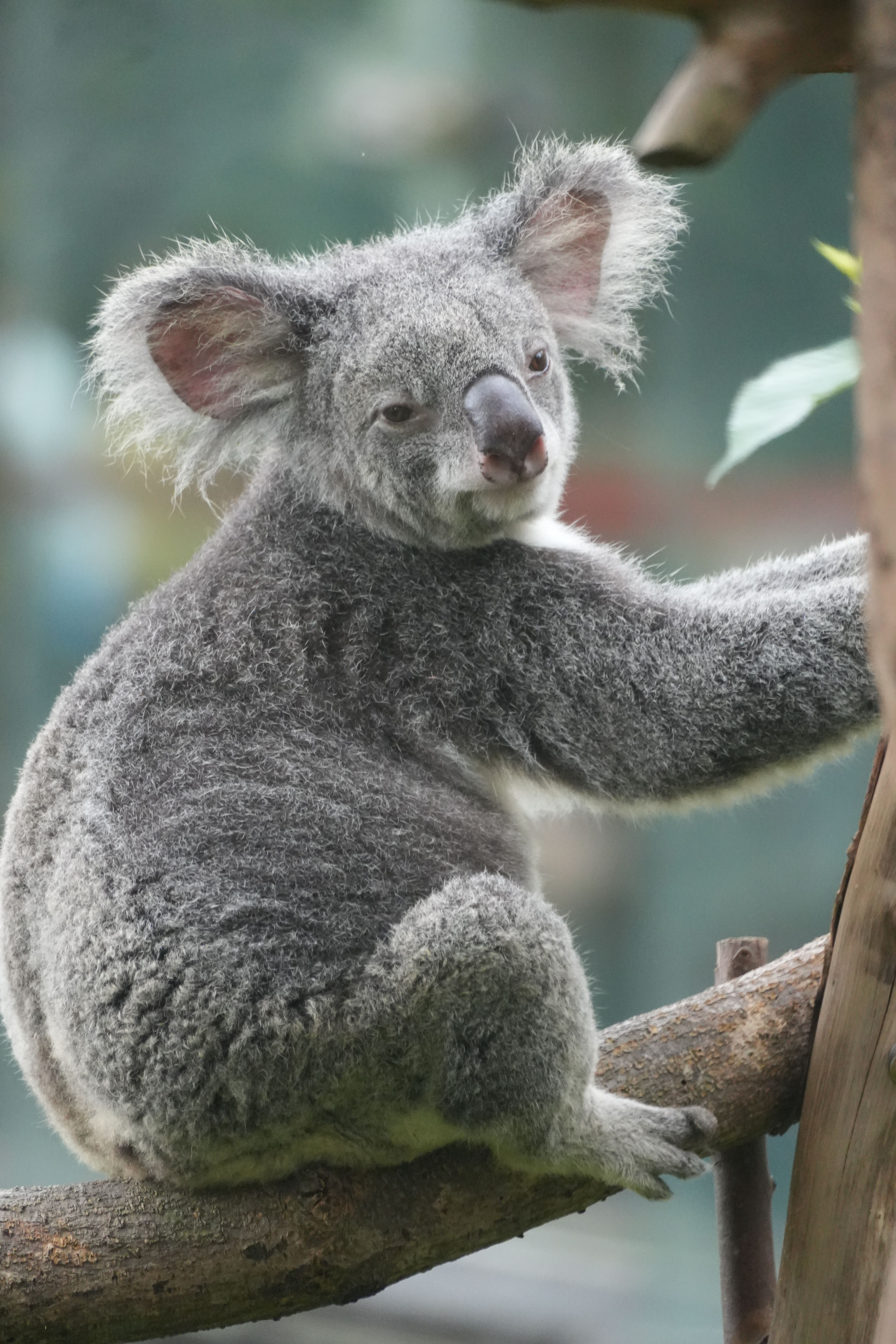 Unique+And+Cute+Animals Photos, Download The BEST Free Unique+And+Cute ...