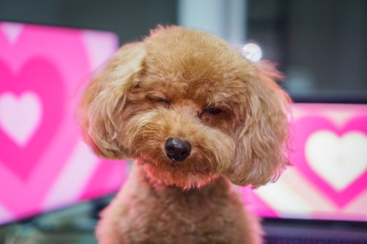 Adorable brown toy poodle sitting in front of pink heart screens indoors.