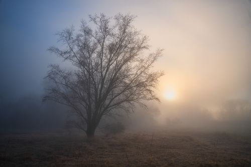 Free Captivating misty sunrise highlighting a lone tree in Weaver, Minnesota's serene landscape. Stock Photo