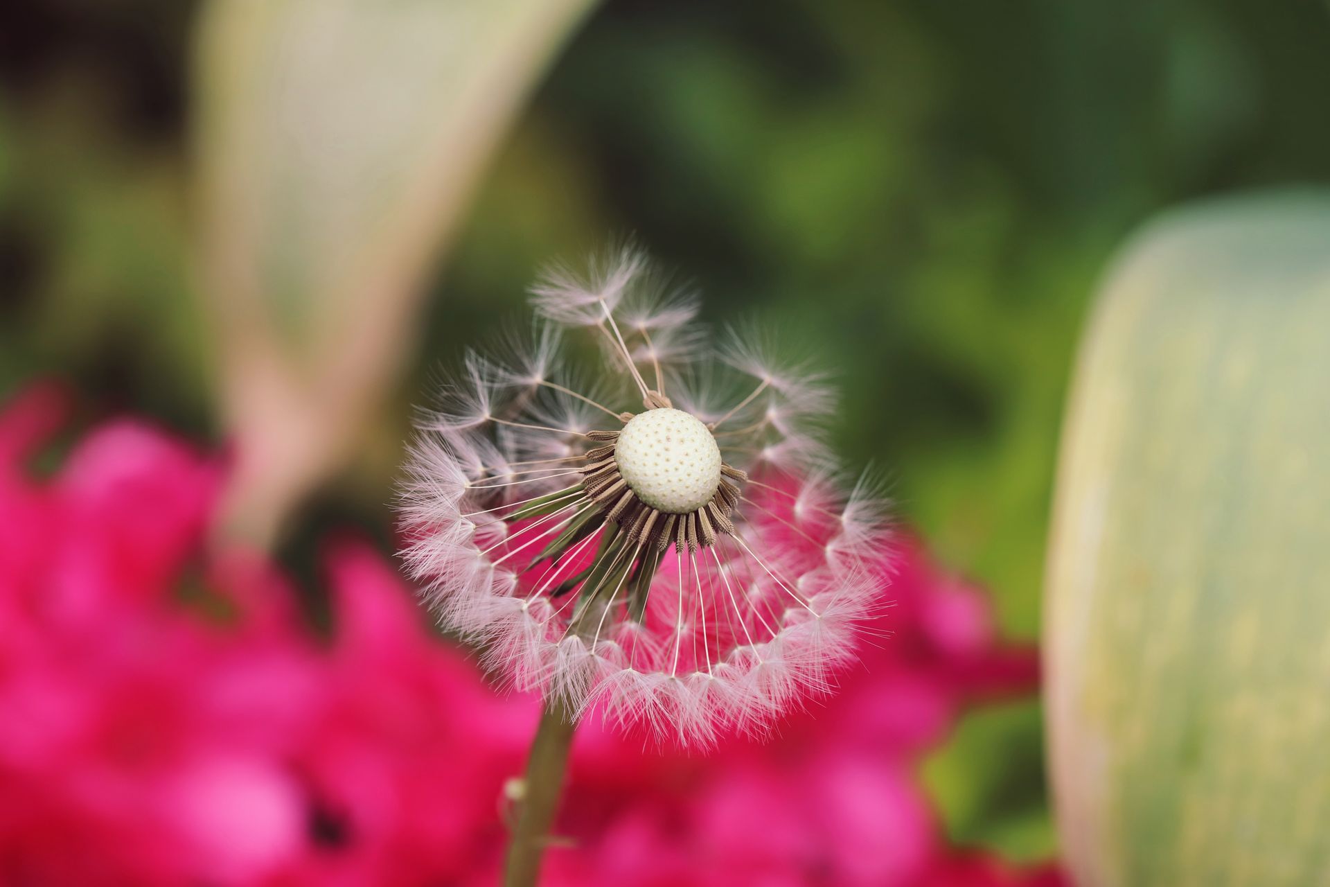 A detailed close-up of dandelion seeds on a stem with a colorful garden background, signifying renewal and growth.