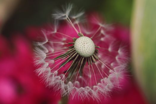 Macro shot of a dandelion with seeds dispersing against a vivid pink and green background.