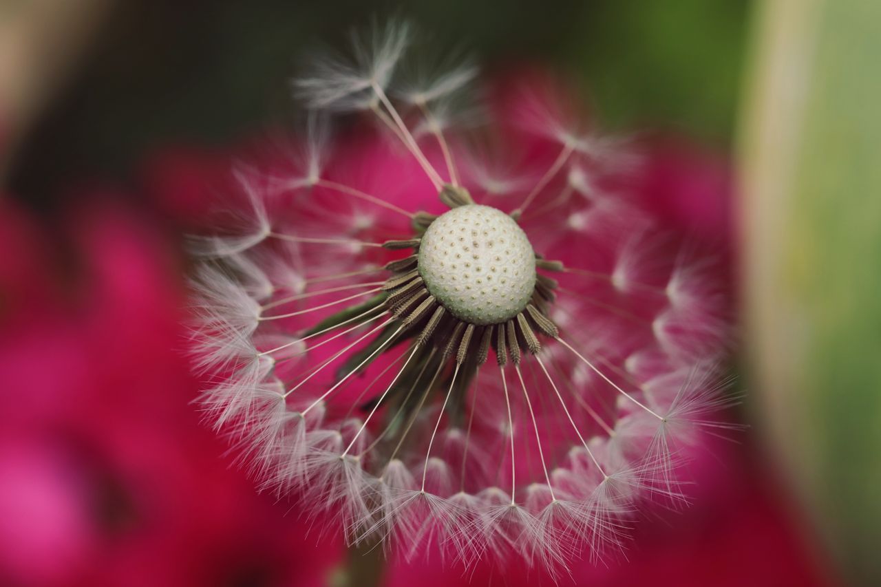 macro shot of a dandelion with seeds dispersing against a vivid pink a