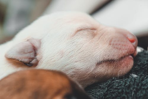 Free White Puppy Lying on Black Textile Stock Photo