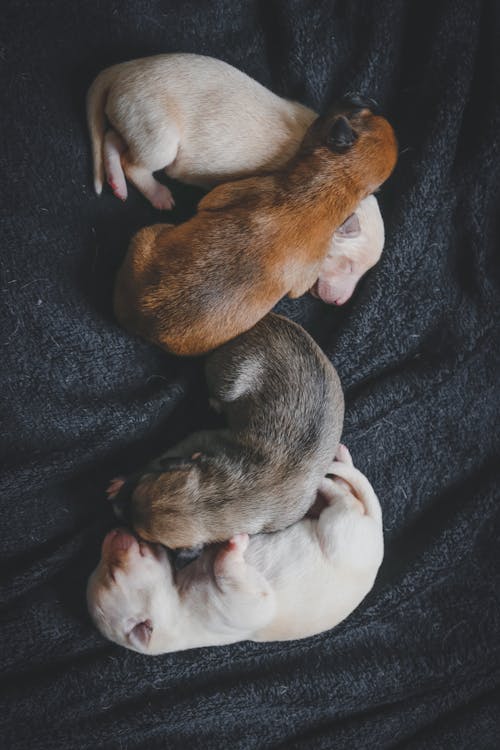 無料 眠っている4匹の子犬 写真素材