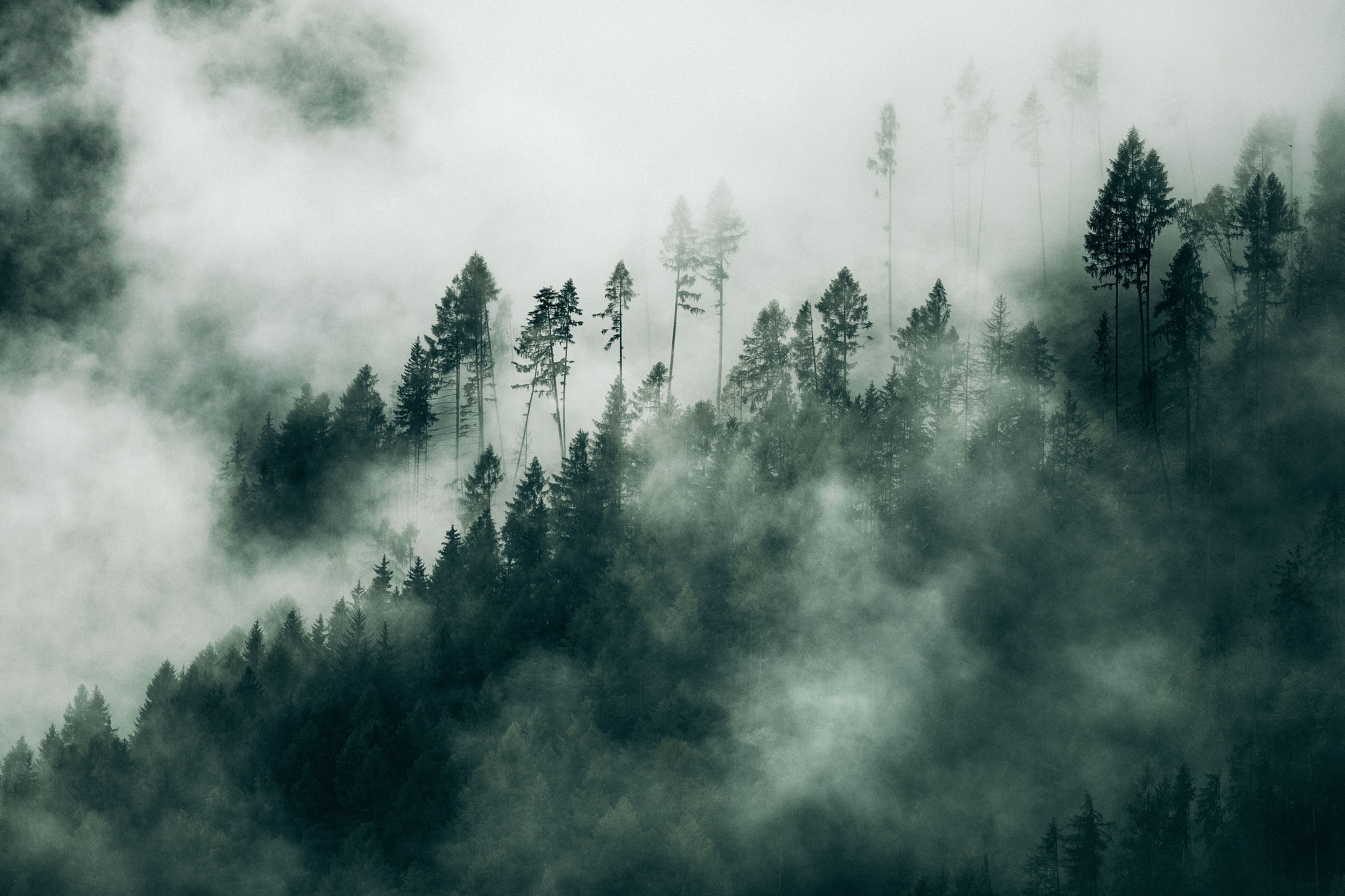 Mystical Foggy Forest with Tall Pine Trees · Free Stock Photo