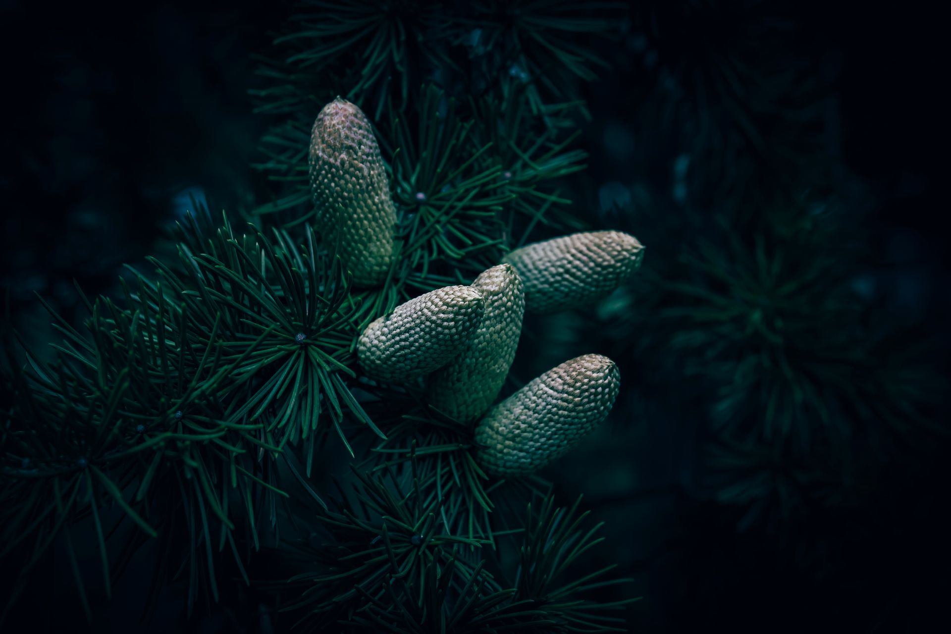 Detailed close-up of young green cones on an evergreen cedar tree with dark green foliage.