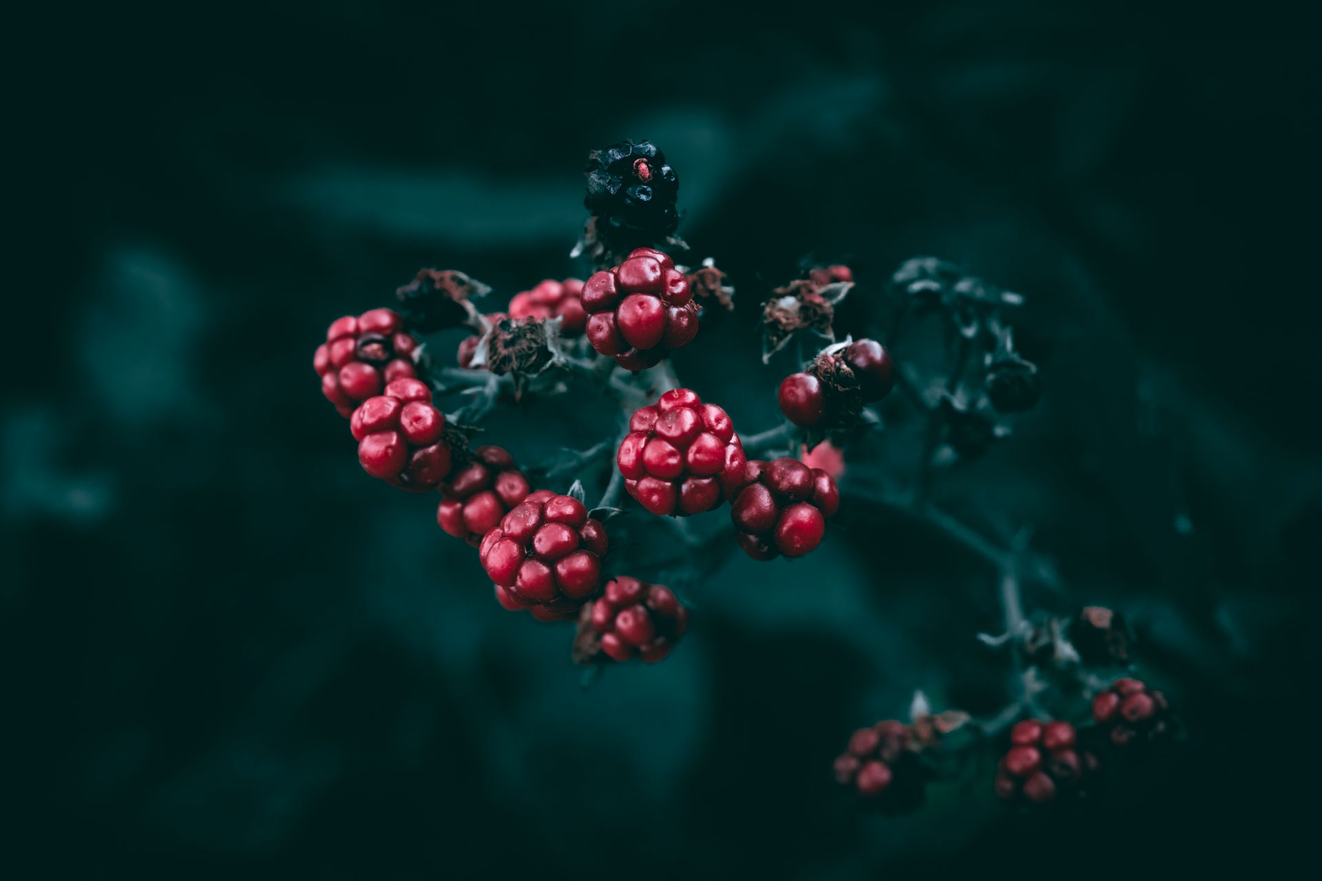 A rich close-up of ripe red wild berries against a deep dark background, evoking summer's richness.