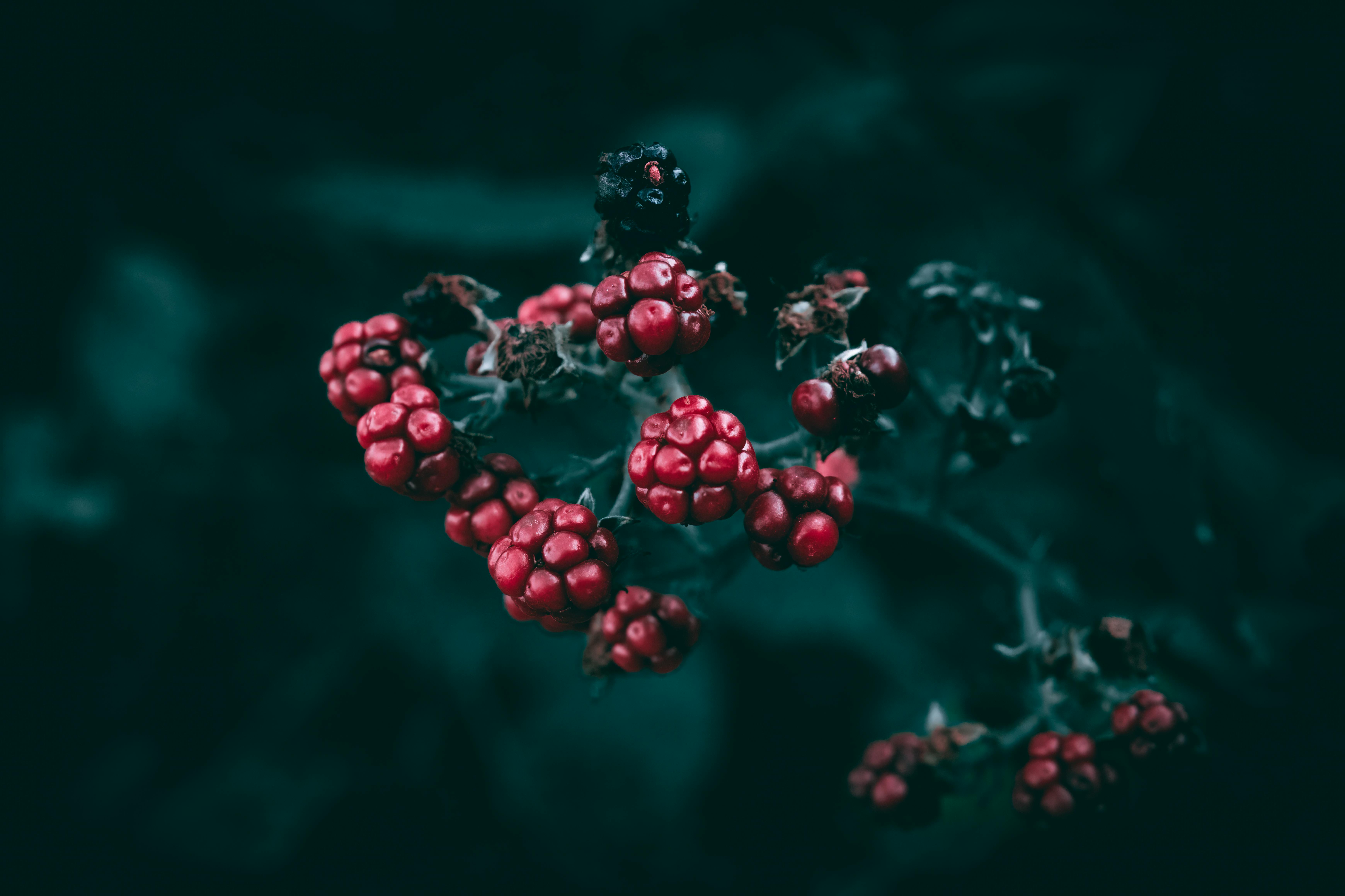 Download Fruit Berries Background Royalty Free Stock Photo and Image, image size:1125x750