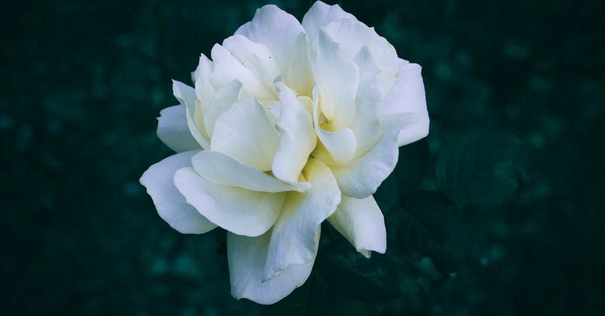 第九屆國際月季大會盛大開幕,北京門頭溝迎來花卉盛宴