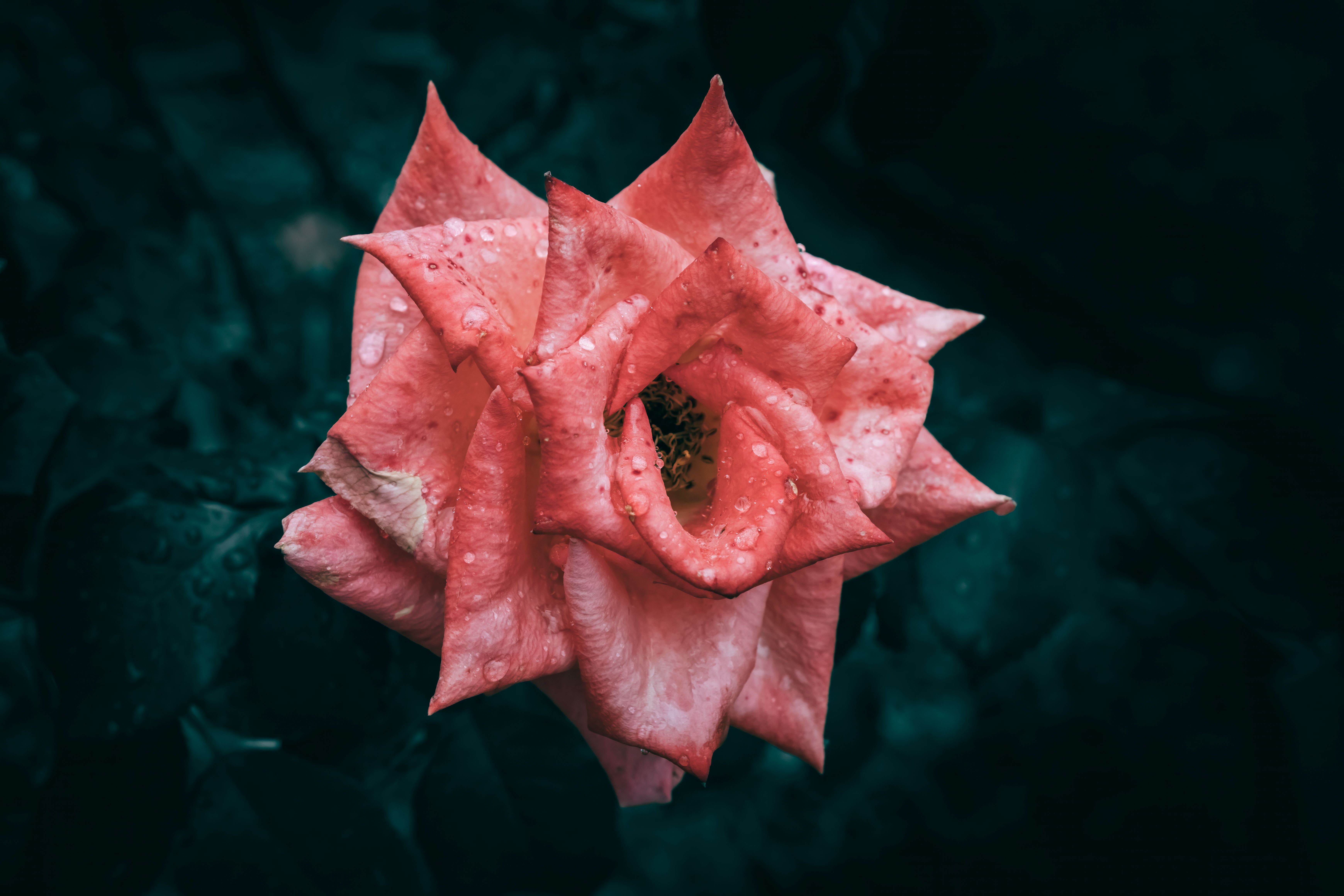 Netflix quietly drops Warner Bros. Discovery cable channels in sale — Photo by Wyxina Tresse on Pexels