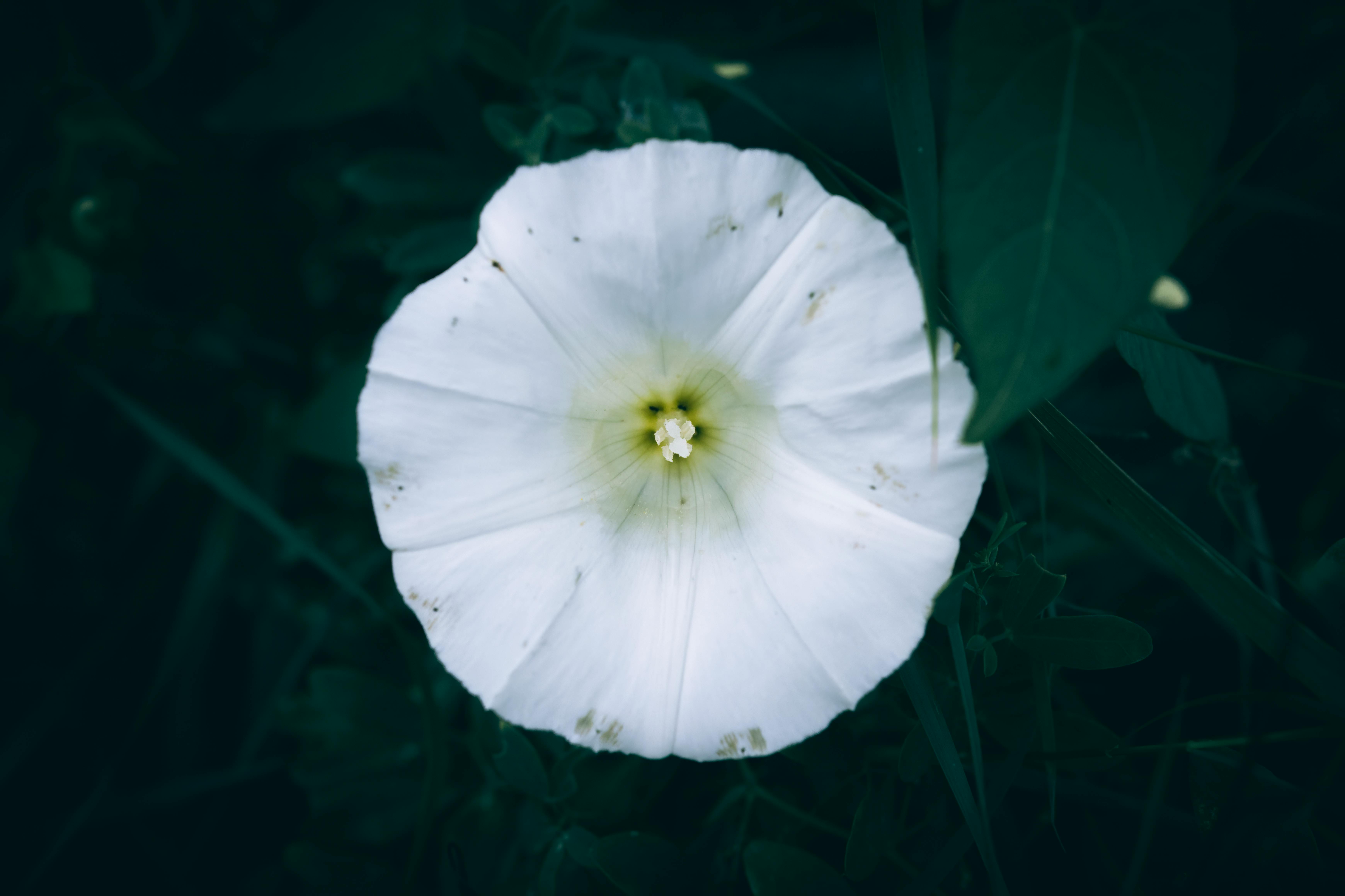 Detailed close-up photo of a white hedge bindweed flower against a lush green background.