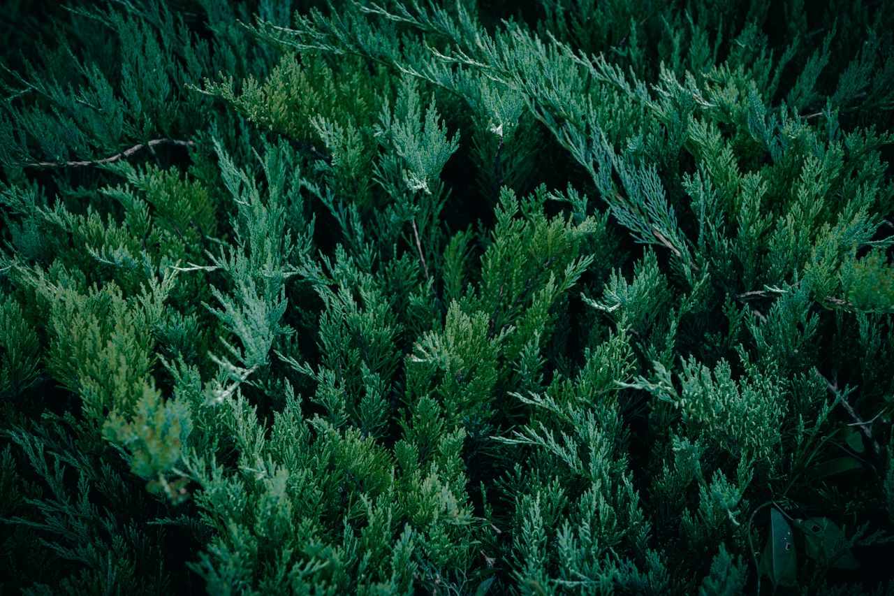 close up view of a vibrant juniper bush with detailed evergreen foliag