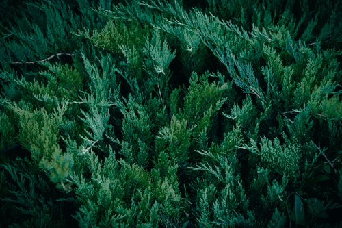 Free Close-up view of a vibrant juniper bush with detailed evergreen foliage. Stock Photo