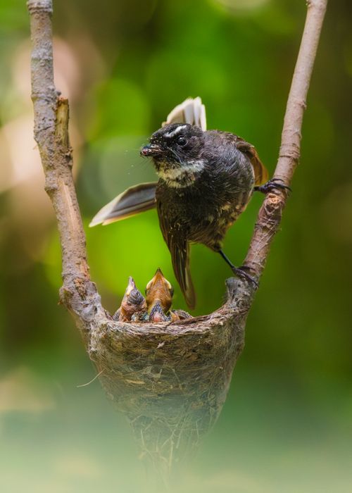 Free Close-up of a bird feeding her chicks in a nest against a green backdrop, showcasing wildlife behavior. Stock Photo