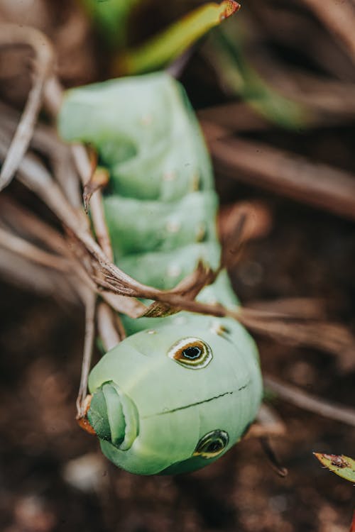 Free Close-up Photography of a Caterpillar Stock Photo