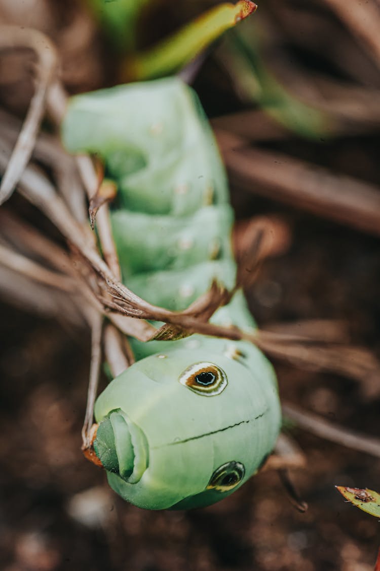 Close-up Photography Of A Caterpillar