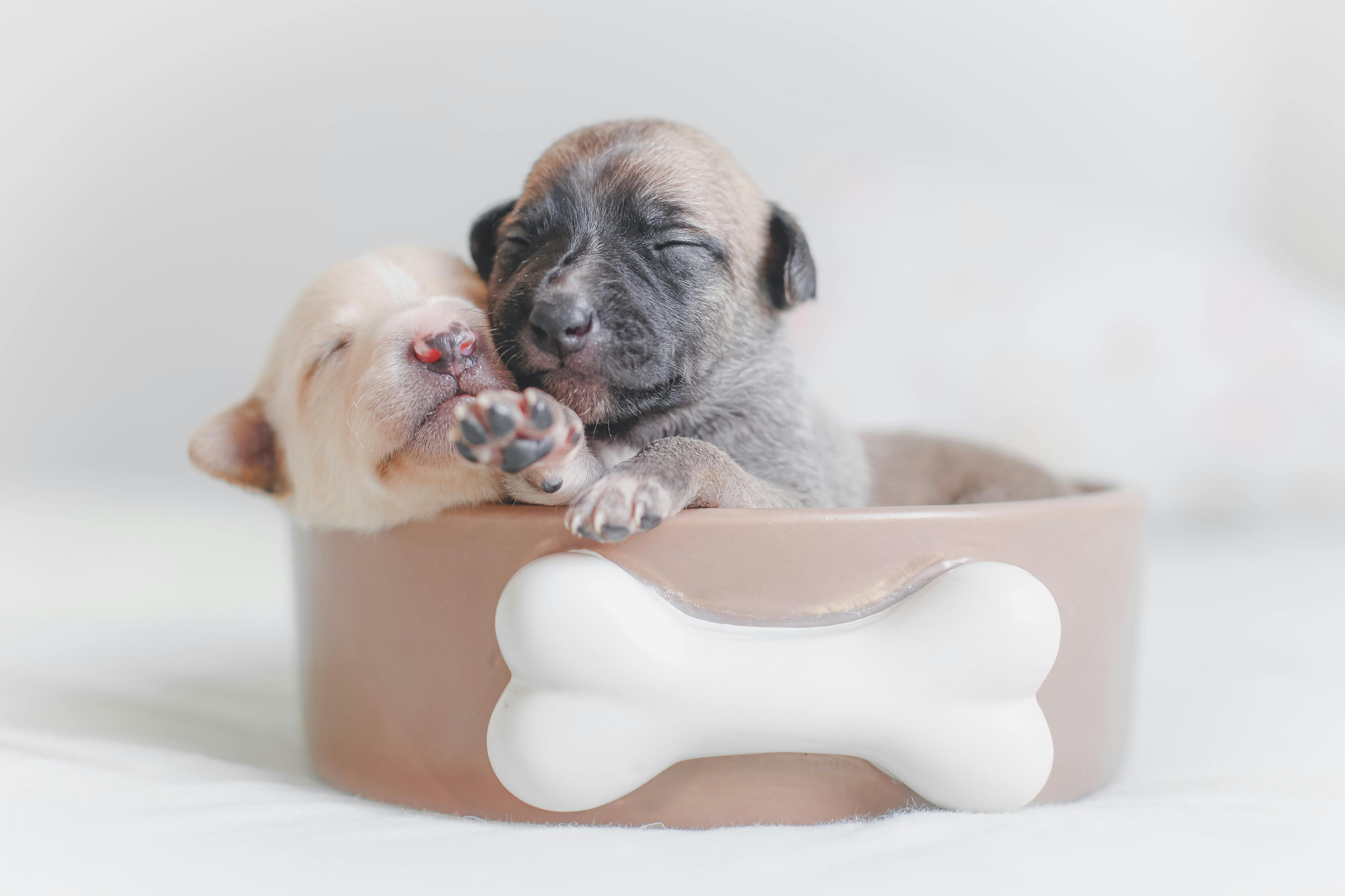 Jinx Dog Food Stock - Dog Food Stock Photos, Pictures & Royalty-Free Images - iStock / Even premium dog food brands leave something to be desired.