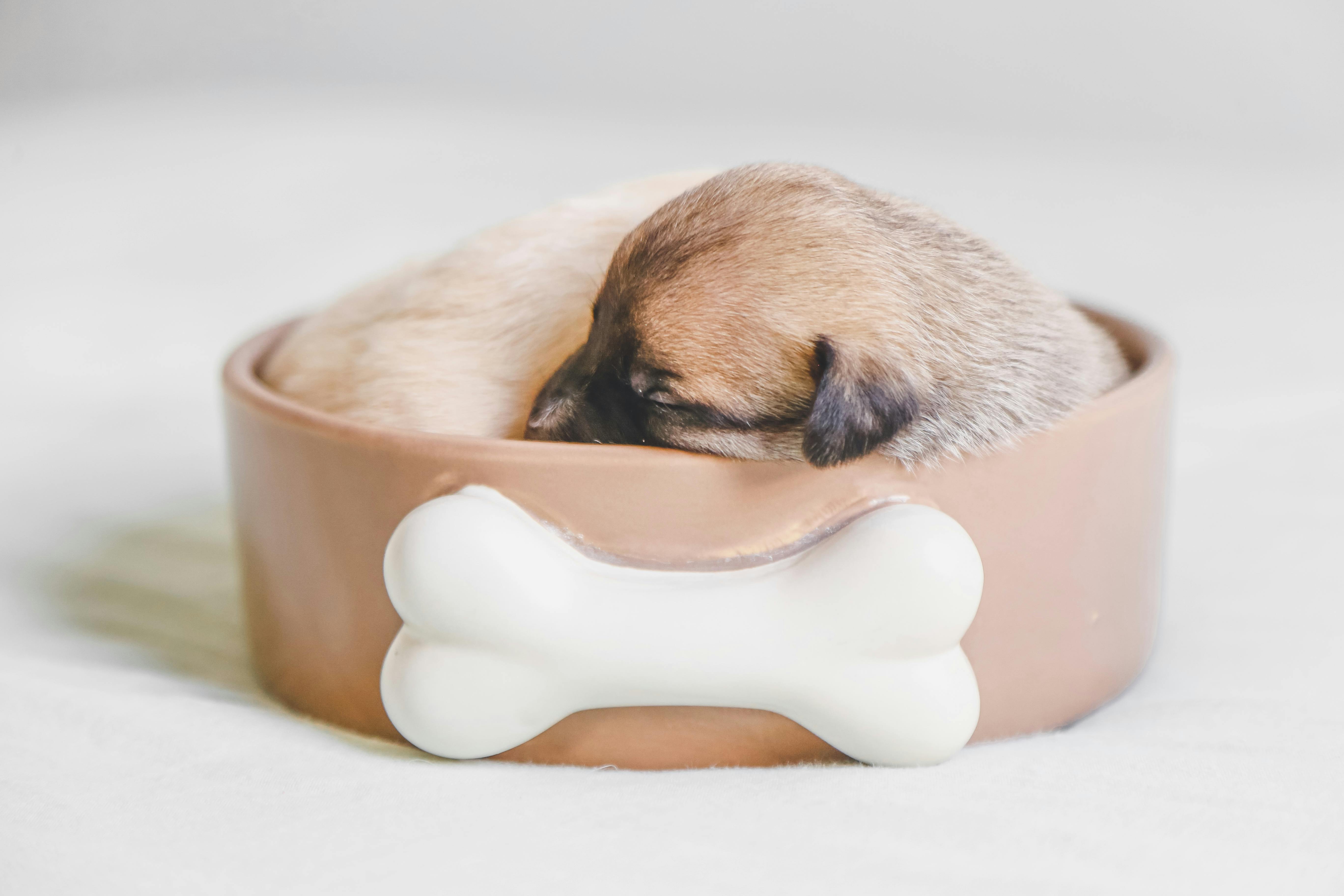 a dog bowl