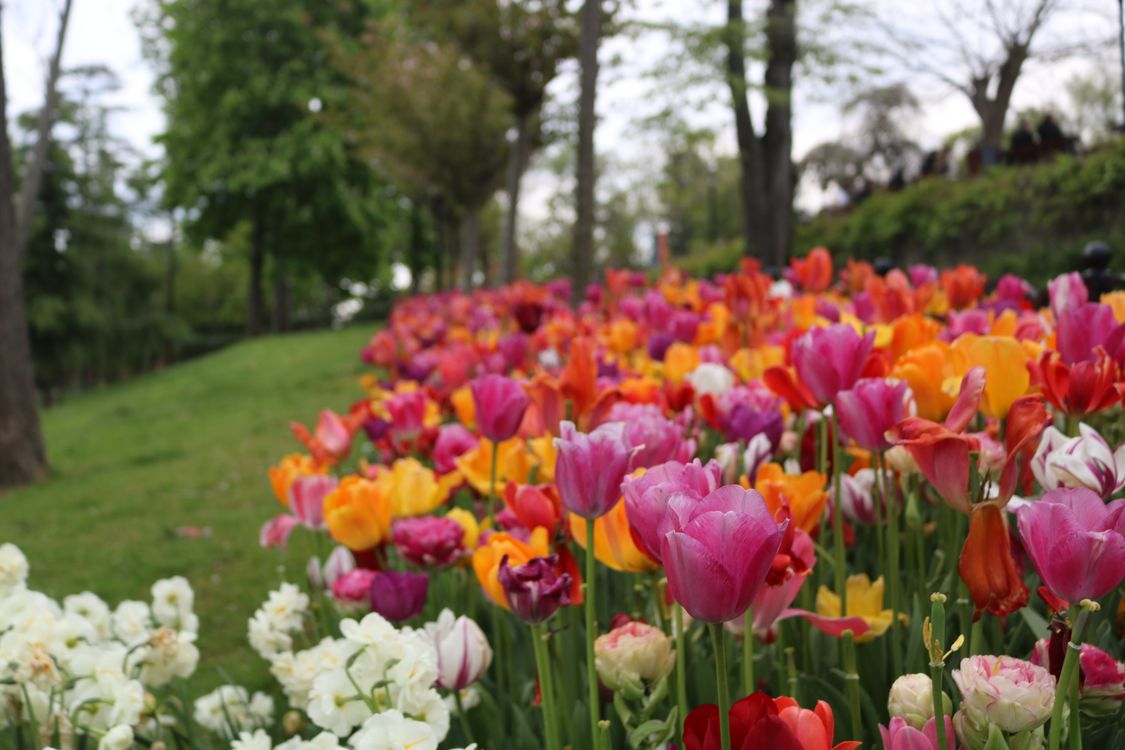 Vibrant Spring Tulip Garden in Full Bloom · Free Stock Photo