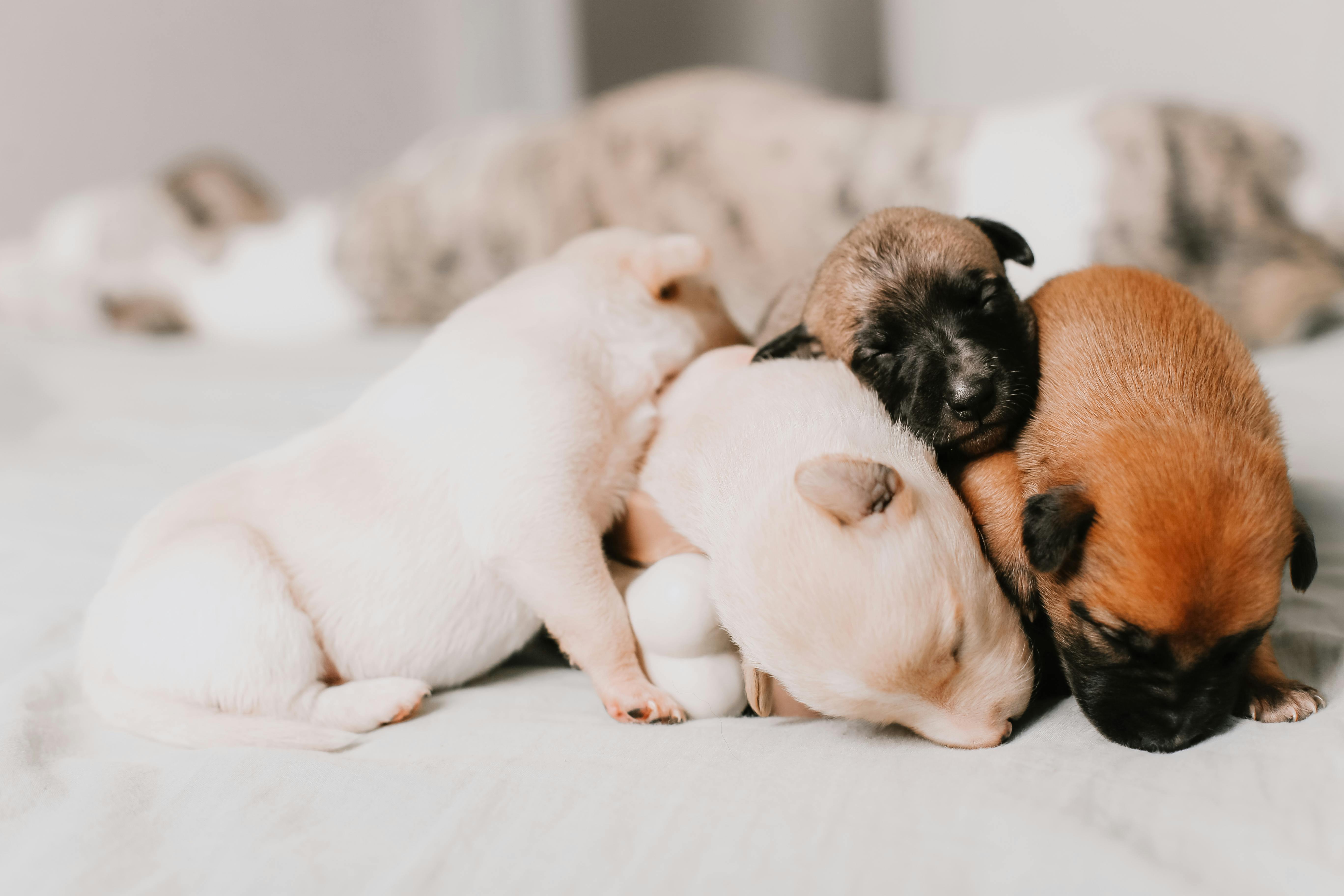 close up of four assorted color puppies sleeping close together