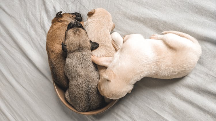 Photo Of Puppies 