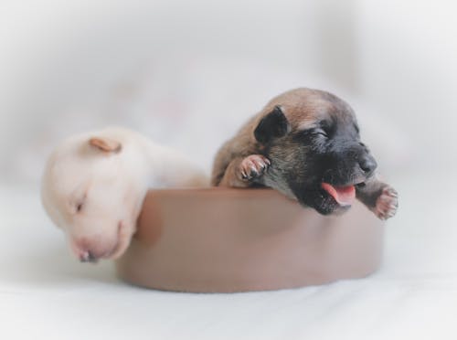 Close-up Of Two Puppies Sleeping In A Brown Containe