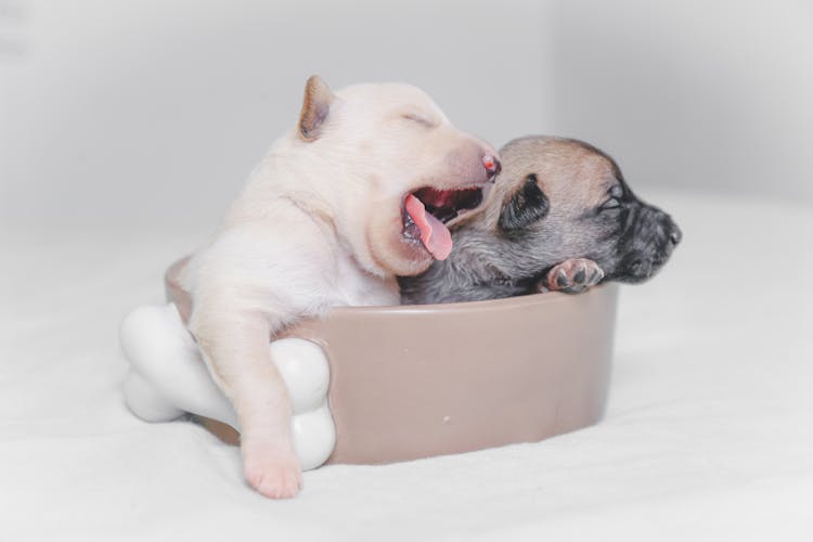 Two White And Brown Puppies