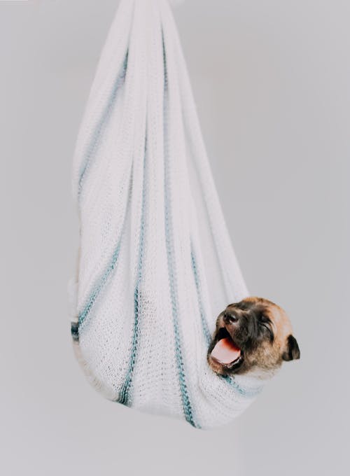 Free Brown and Black Puppy in Hammock Blanket Stock Photo