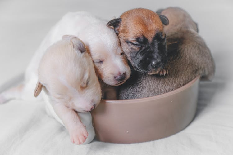 Puppies Litter Sleeping On Bed