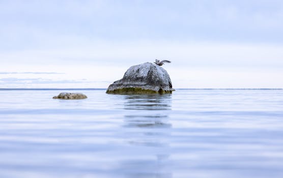 A serene view of a seagull on a rock in Mackinac Island's calm waters.