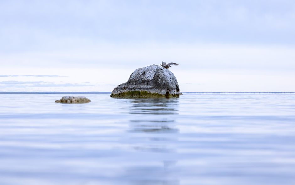 A serene view of a seagull on a rock in Mackinac Island's calm waters.