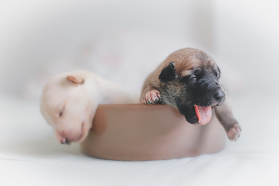 Two Puppies on Brown Bowl