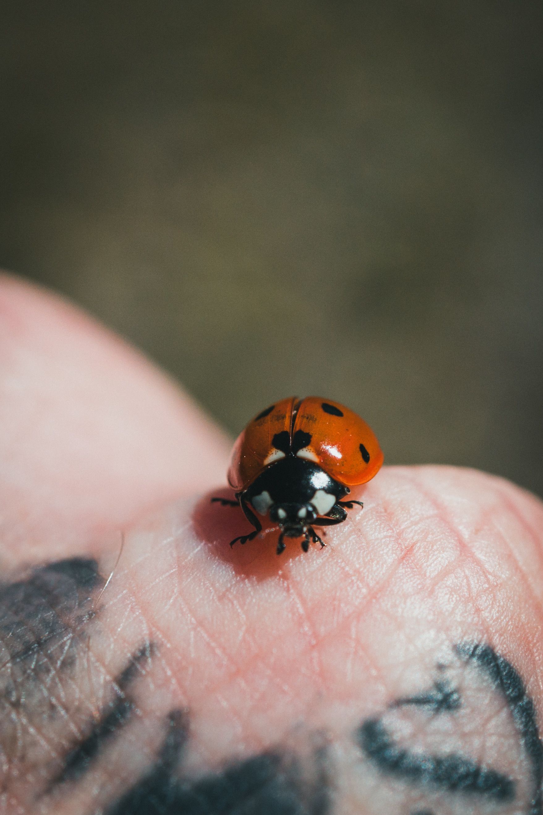 Close-up of a Ladybug on Human Skin with Tattoo · Free Stock Photo
