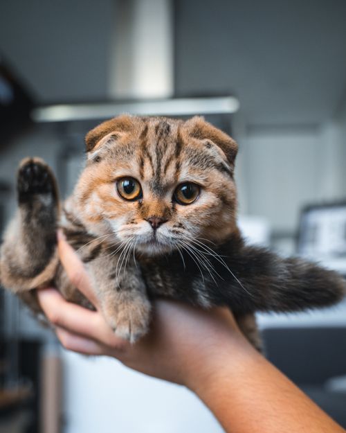 Free Charming Scottish Fold kitten held in a gentle hand, showcasing its unique folded ears and curious expression. Stock Photo